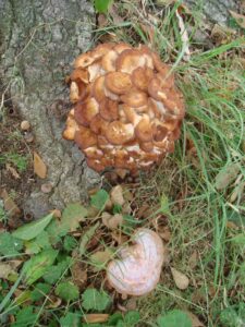 armillaria and ganoderma on tree