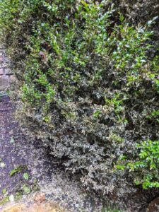 boxwood blight