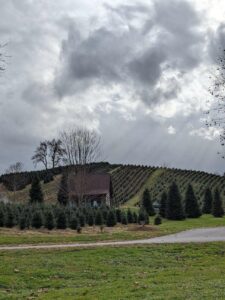 NC Christmas tree farm