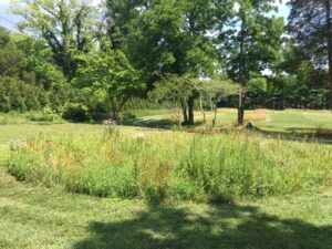 pollinator meadow