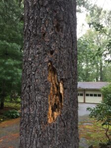 woodpecker feeding from dead tre