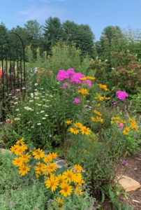 colorful flower garden