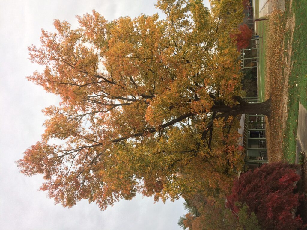 sweetgum fall color
