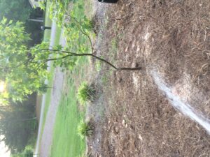 watering newly planted tree