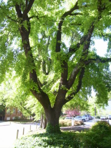 sweetgum