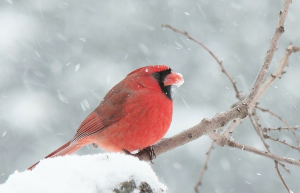 cardinal sitting on a snowy branch