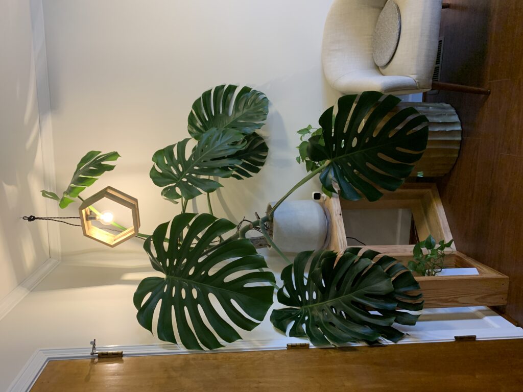 monstera houseplant