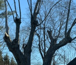 old topped tree rot