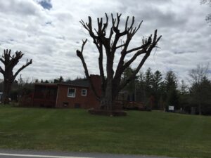 tree that has been topped