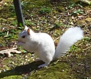 white squirrel