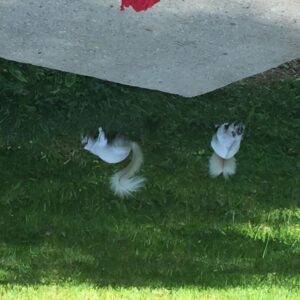 white squirrels