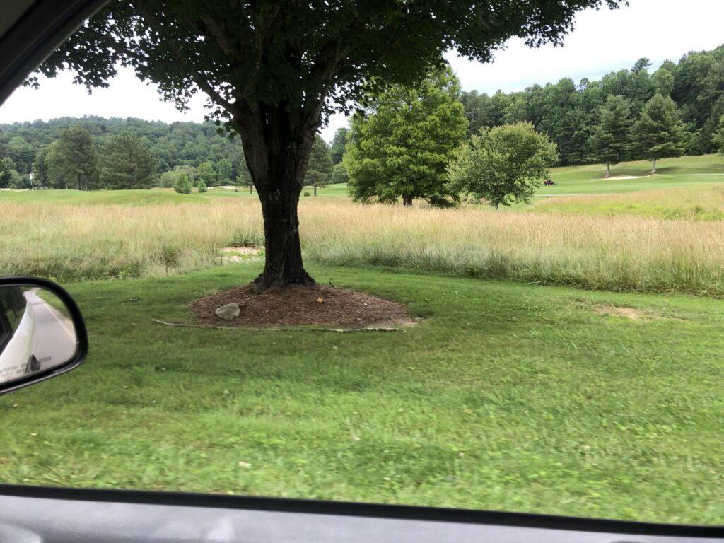 meadow lawn