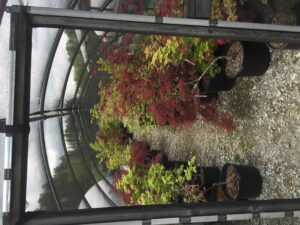 Japanese maples in greenhouse