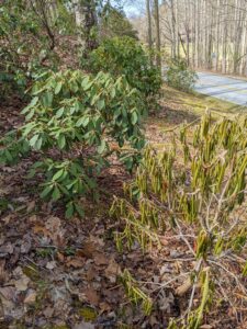 droopy rhododendron