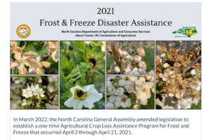 Cover photo for Disaster Relief Available for Crop Loss During April 2021 Freezes