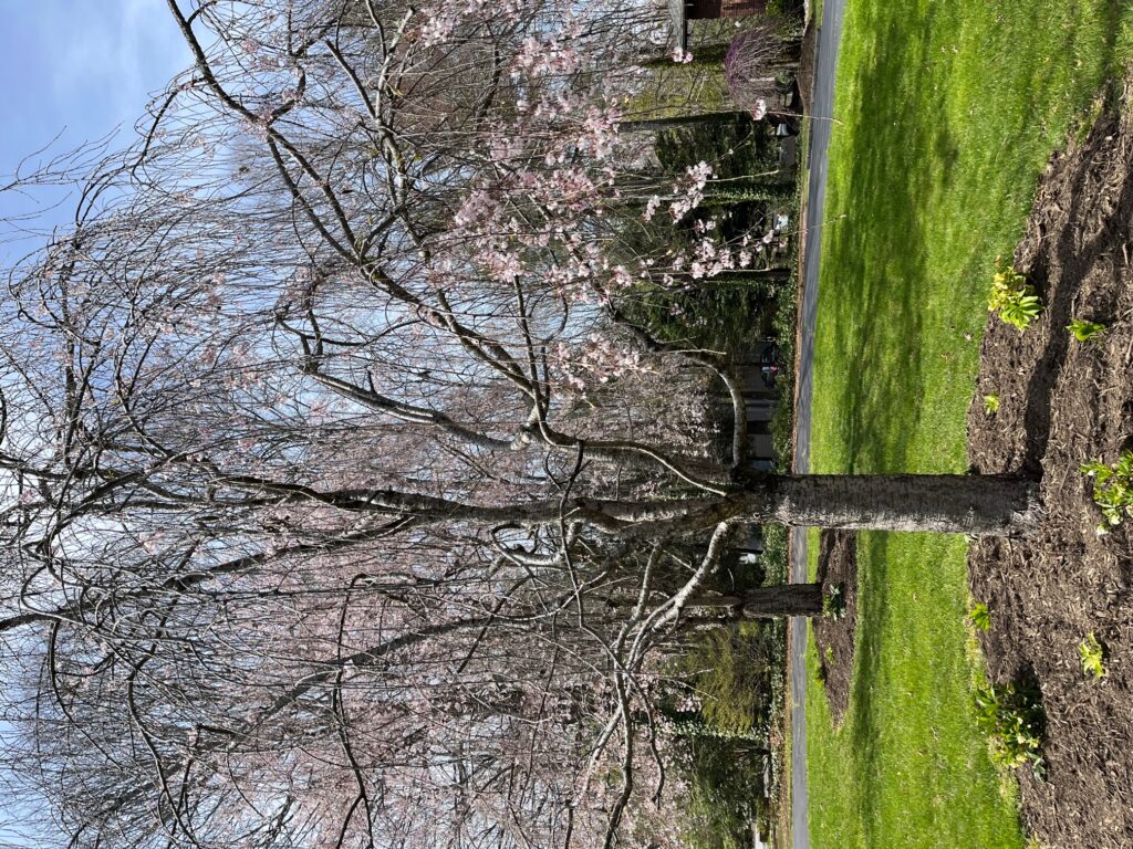 weeping cherry trees