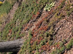 junipers on a hill