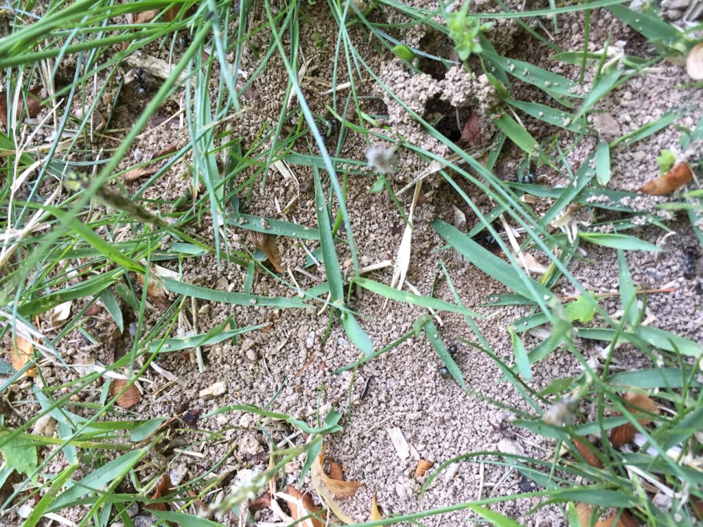 field ant mound