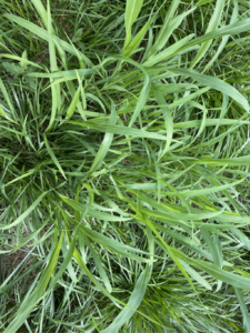 A patch of Johnsongrass.