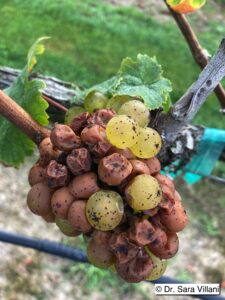 Picture of Sour Rot on Grapes