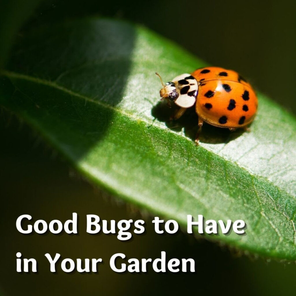 Good bugs to have in your garden.