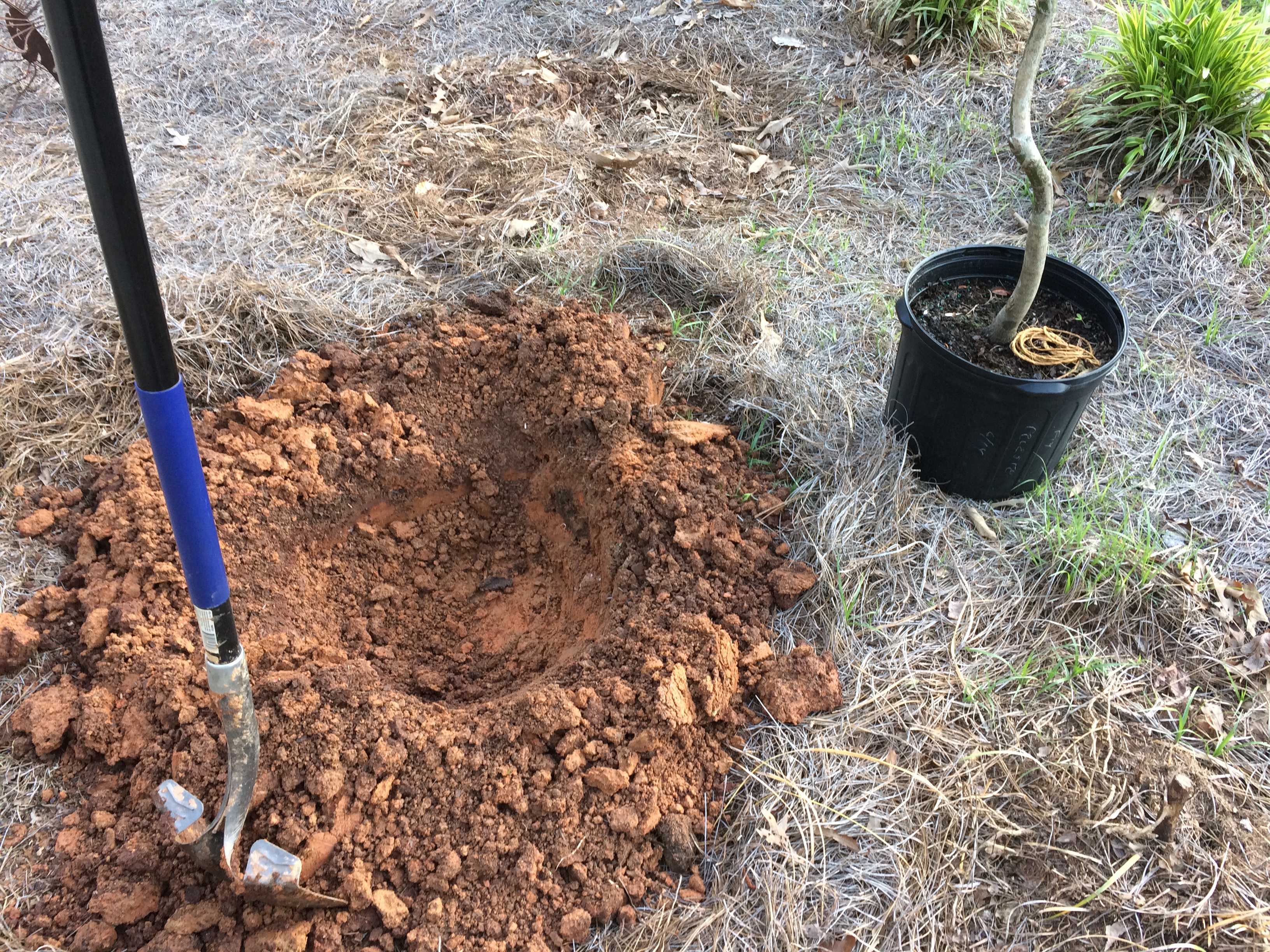 Should You Remove the Wire Basket & Burlap Before Planting a Tree