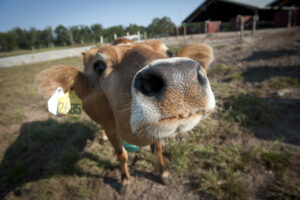 Cover photo for Dealing with Heat Stress in Livestock and Pets