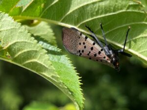 Cover photo for Spotted lanternfly confirmed in North Carolina