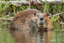 Cover photo for NC Beaver Management Assistance Program Back in Henderson County