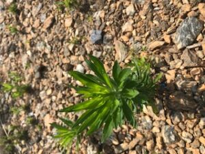 horseweed seedling