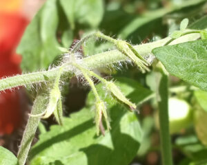 Dead tomato blossoms