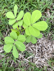 Bright green oval leaves grow off of a short plant in the middle of a lawn.