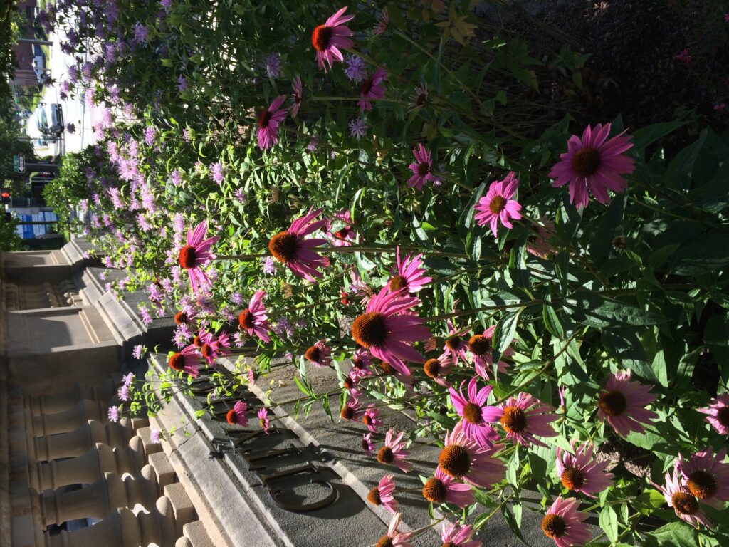 coneflowers