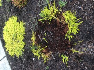 creeping jenny disease