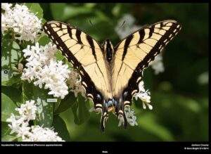 appalachian swallowtail