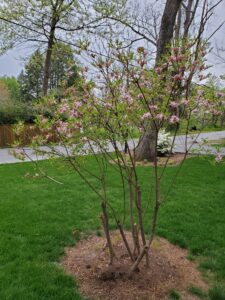 azalea bad pruning 