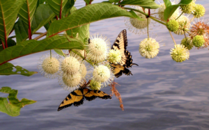 easter swallowtail butterfly
