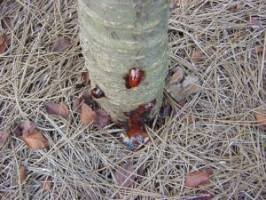 gummosis cherry