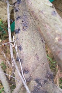 gummosis on cherry limb