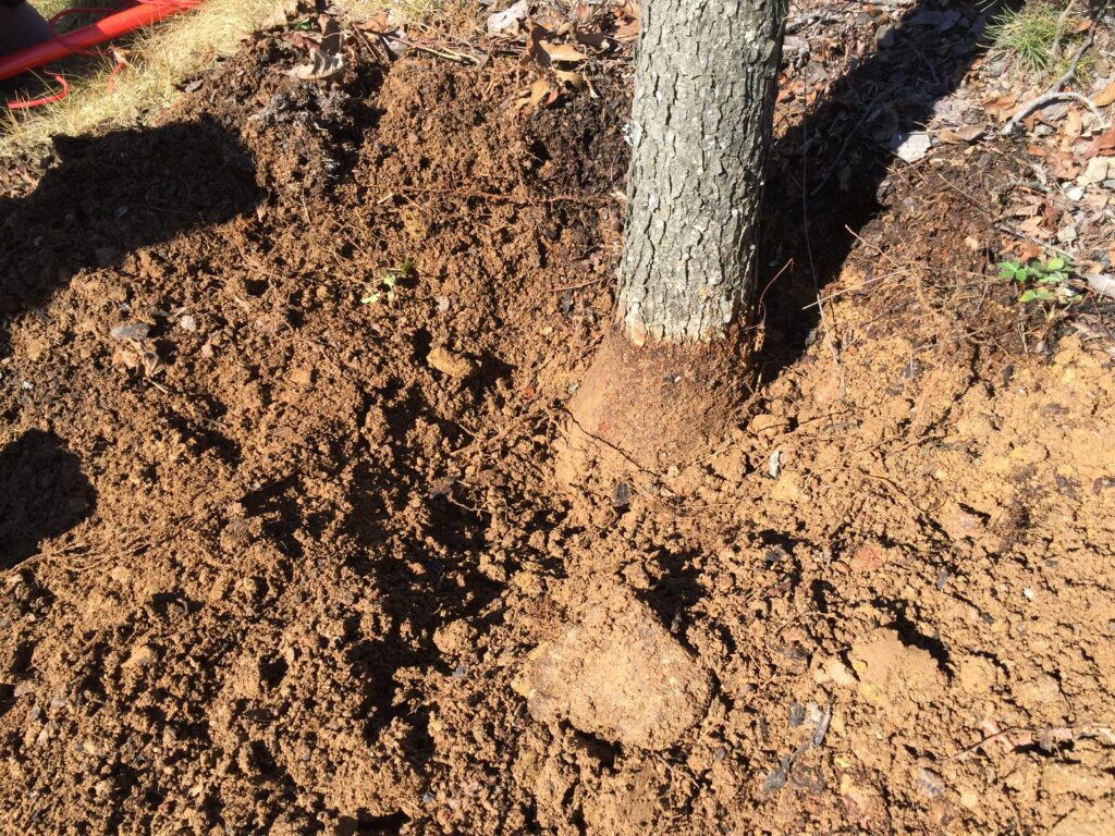 planted too deep