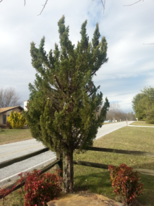 poorly pruned cedar