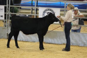 4-H youth showing a steer