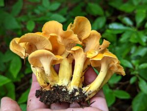 A cluster of clean orange mushrooms in a persons hand.