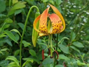 A Carolina Lily with brilliant bright orange and yellow colors.