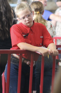 child at a livestock competition