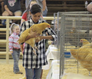 child holding a chicken