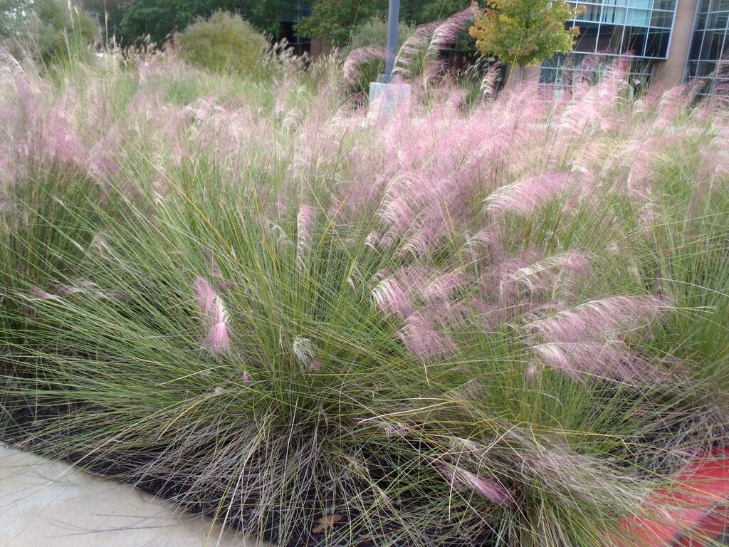 List Of Native Grasses N C Cooperative Extension