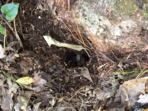 voles killing rhododendrons woods