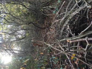 voles killing rhododendrons woods