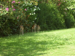 deer